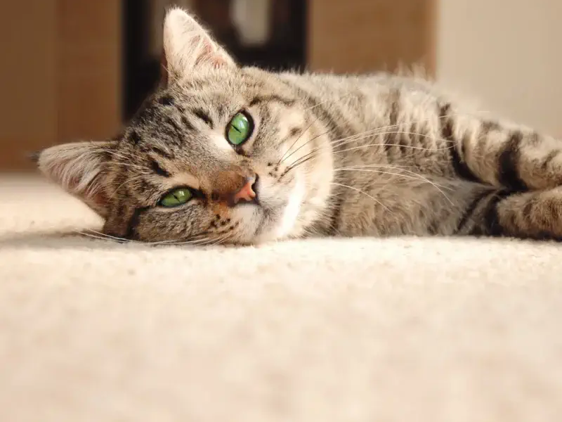 Cat laying on a soft beige carpet floor
